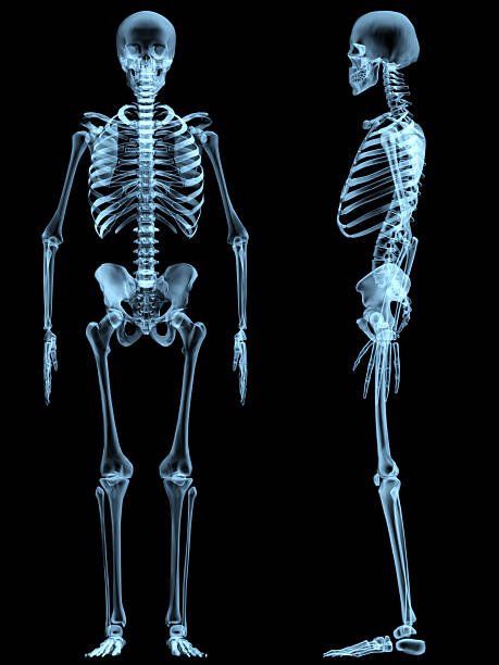 Esqueleto humano y sus partes